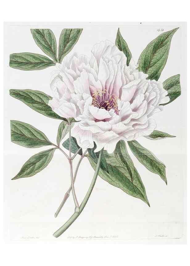 Reproducción/Reproduction 7794932330: Edwards's botanical register.. London :James Ridgway,1829-1847.