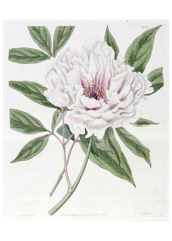 Reproducción/Reproduction 7794932330: Edwards's botanical register.. London :James Ridgway,1829-1847.