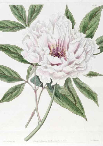 Reproducción/Reproduction 7794932330: Edwards's botanical register.. London :James Ridgway,1829-1847.