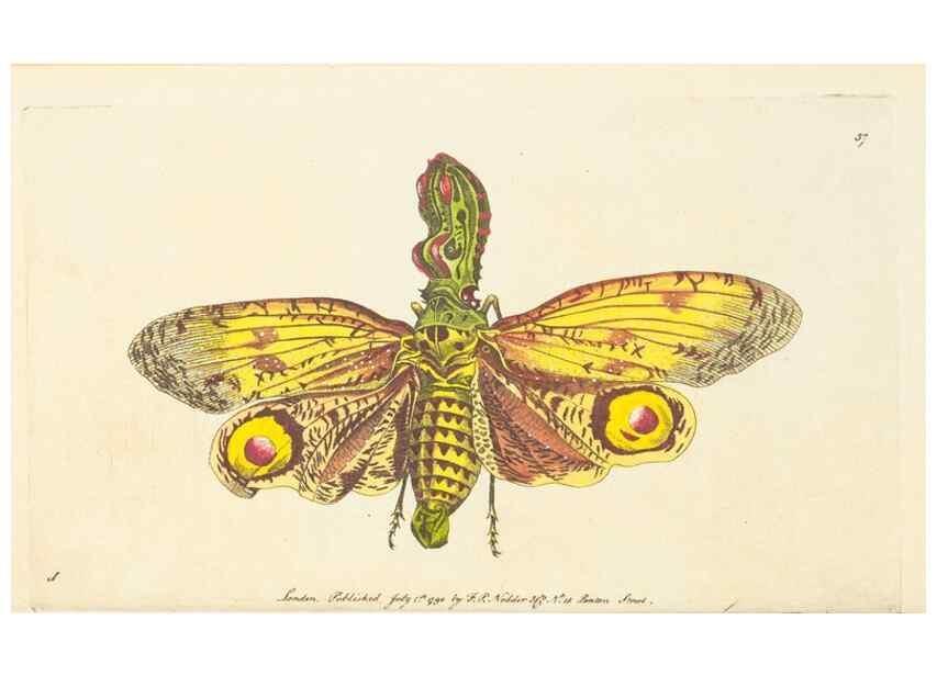 Reproducción/Reproduction 7780979144: The naturalists' miscellany :. London :Printed for Nodder & co,1789.