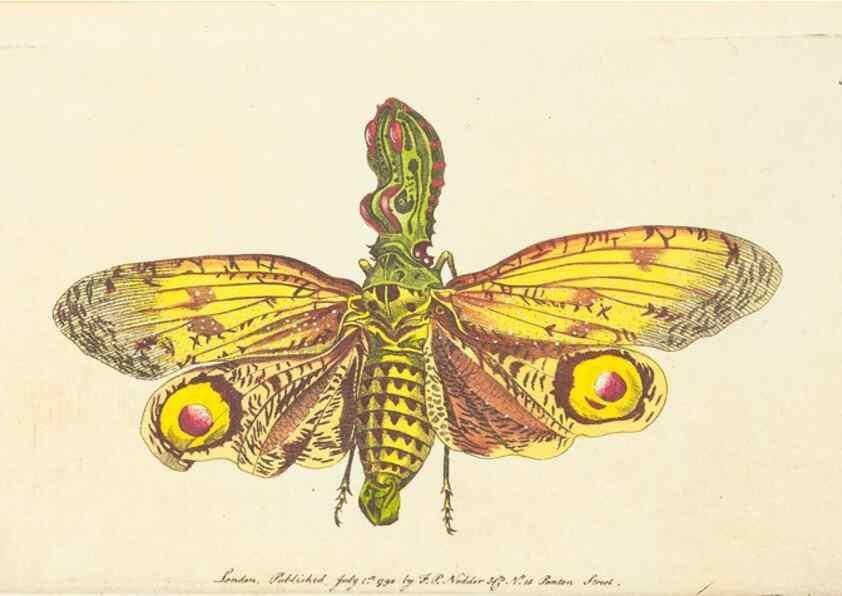 Reproducción/Reproduction 7780979144: The naturalists' miscellany :. London :Printed for Nodder & co,1789.