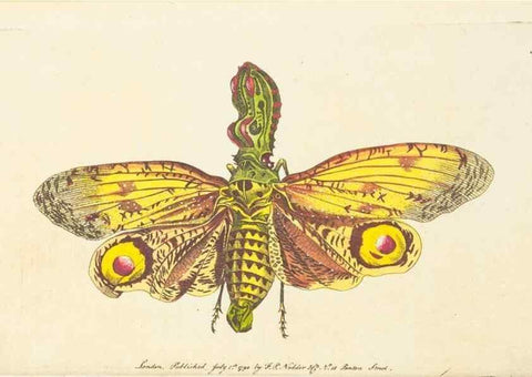 Reproducción/Reproduction 7780979144: The naturalists' miscellany :. London :Printed for Nodder & co,1789.