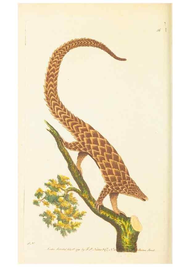 Reproducción/Reproduction 7780978398: The naturalists' miscellany :. London :Printed for Nodder & co,1789.