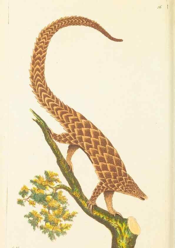 Reproducción/Reproduction 7780978398: The naturalists' miscellany :. London :Printed for Nodder & co,1789.