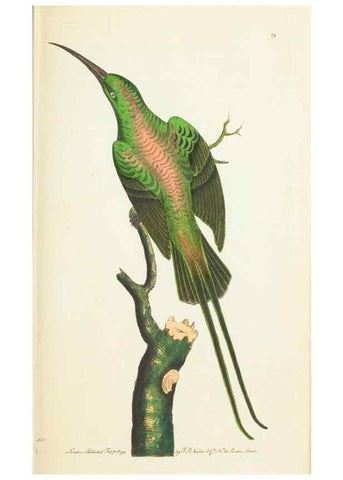 Reproducción/Reproduction 7780966140: The naturalists' miscellany :. London :Printed for Nodder & co,1789.