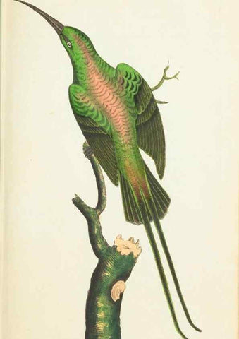 Reproducción/Reproduction 7780966140: The naturalists' miscellany :. London :Printed for Nodder & co,1789.