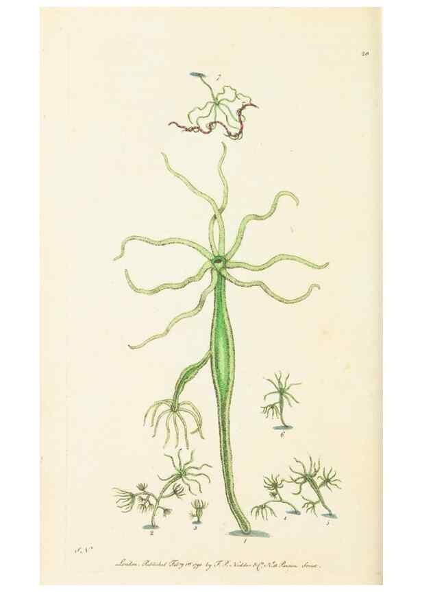 Reproducción/Reproduction 7780966818: The naturalists' miscellany :. London :Printed for Nodder & co,1789.