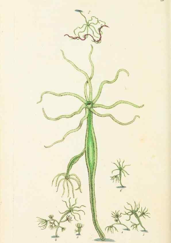 Reproducción/Reproduction 7780966818: The naturalists' miscellany :. London :Printed for Nodder & co,1789.