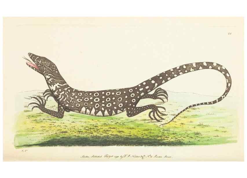 Reproducción/Reproduction 7780967626: The naturalists' miscellany :. London :Printed for Nodder & co,1789.