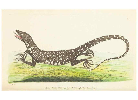 Reproducción/Reproduction 7780967626: The naturalists' miscellany :. London :Printed for Nodder & co,1789.