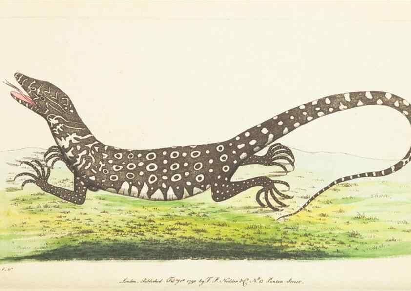Reproducción/Reproduction 7780967626: The naturalists' miscellany :. London :Printed for Nodder & co,1789.