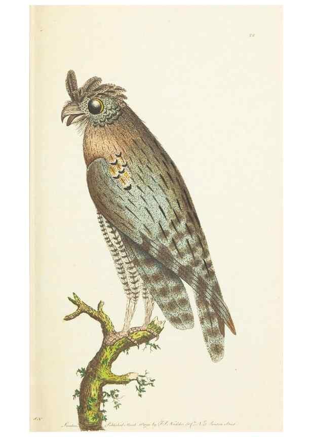 Reproducción/Reproduction 7780968426: The naturalists' miscellany :. London :Printed for Nodder & co,1789.