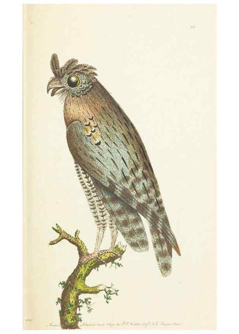 Reproducción/Reproduction 7780968426: The naturalists' miscellany :. London :Printed for Nodder & co,1789.