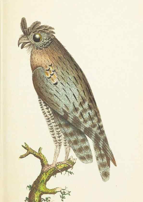 Reproducción/Reproduction 7780968426: The naturalists' miscellany :. London :Printed for Nodder & co,1789.