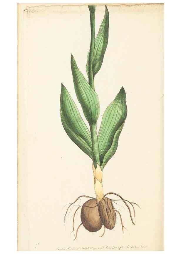 Reproducción/Reproduction 7780969212: The naturalists' miscellany :. London :Printed for Nodder & co,1789.