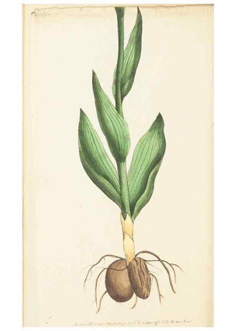 Reproducción/Reproduction 7780969212: The naturalists' miscellany :. London :Printed for Nodder & co,1789.
