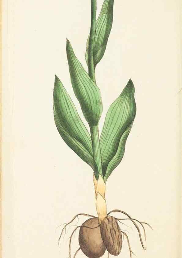 Reproducción/Reproduction 7780969212: The naturalists' miscellany :. London :Printed for Nodder & co,1789.