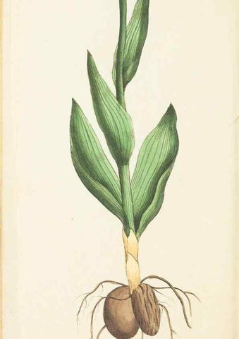 Reproducción/Reproduction 7780969212: The naturalists' miscellany :. London :Printed for Nodder & co,1789.