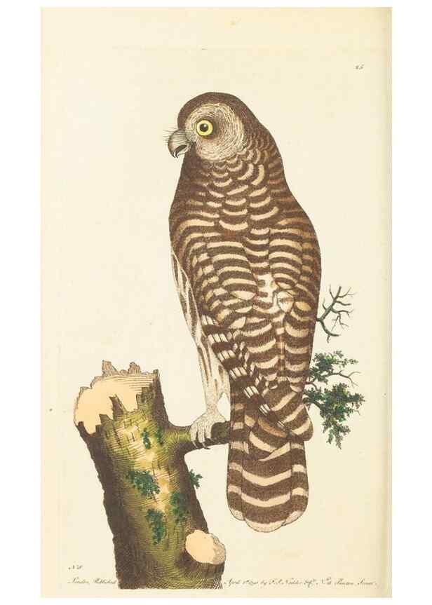 Reproducción/Reproduction 7780970068: The naturalists' miscellany :. London :Printed for Nodder & co,1789.