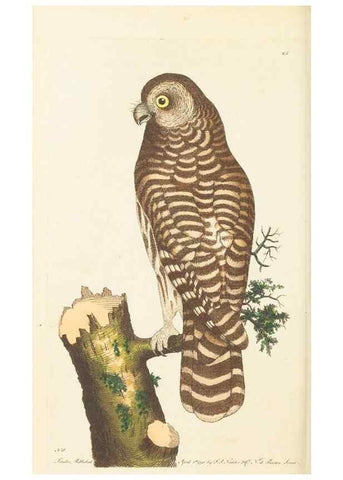 Reproducción/Reproduction 7780970068: The naturalists' miscellany :. London :Printed for Nodder & co,1789.