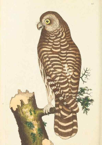 Reproducción/Reproduction 7780970068: The naturalists' miscellany :. London :Printed for Nodder & co,1789.