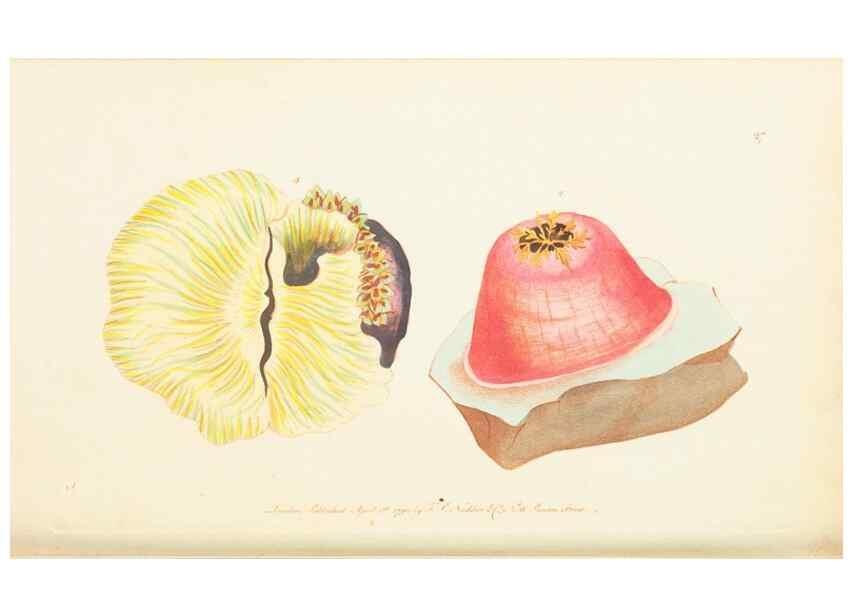 Reproducción/Reproduction 7780970802: The naturalists' miscellany :. London :Printed for Nodder & co,1789.