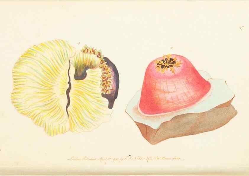 Reproducción/Reproduction 7780970802: The naturalists' miscellany :. London :Printed for Nodder & co,1789.