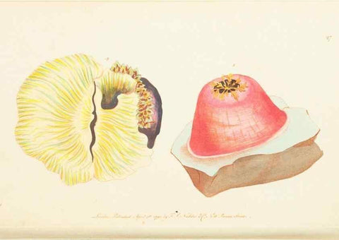 Reproducción/Reproduction 7780970802: The naturalists' miscellany :. London :Printed for Nodder & co,1789.