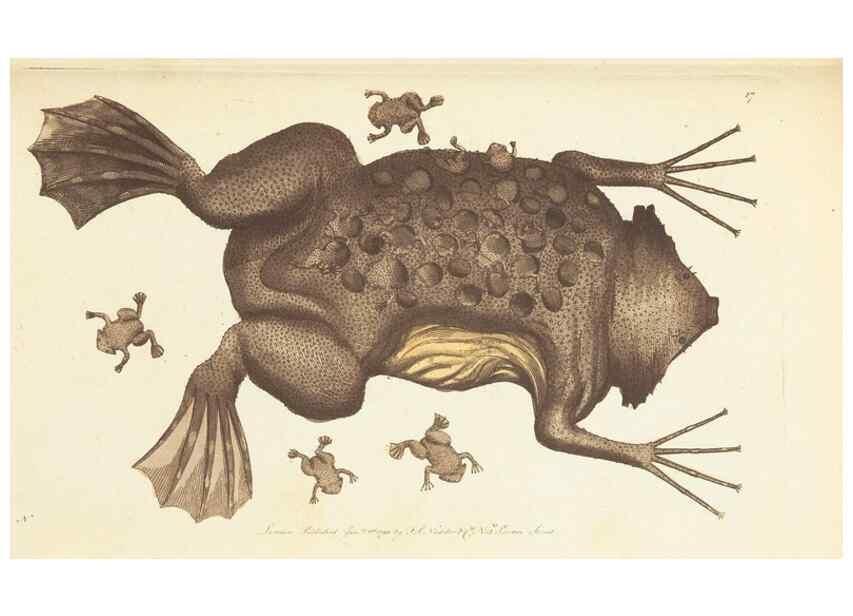 Reproducción/Reproduction 7780964584: The naturalists' miscellany :. London :Printed for Nodder & co,1789.