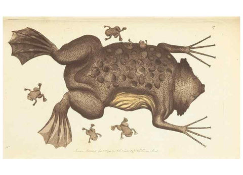 Reproducción/Reproduction 7780964584: The naturalists' miscellany :. London :Printed for Nodder & co,1789.