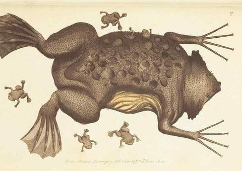 Reproducción/Reproduction 7780964584: The naturalists' miscellany :. London :Printed for Nodder & co,1789.
