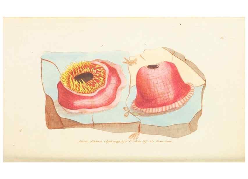 Reproducción/Reproduction 7780971476: The naturalists' miscellany :. London :Printed for Nodder & co,1789.