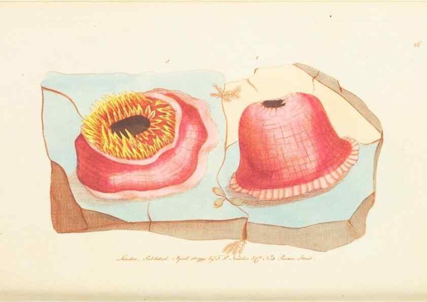 Reproducción/Reproduction 7780971476: The naturalists' miscellany :. London :Printed for Nodder & co,1789.