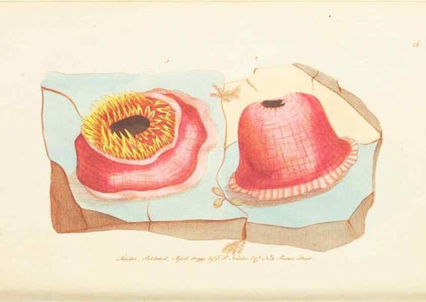 Reproducción/Reproduction 7780971476: The naturalists' miscellany :. London :Printed for Nodder & co,1789.