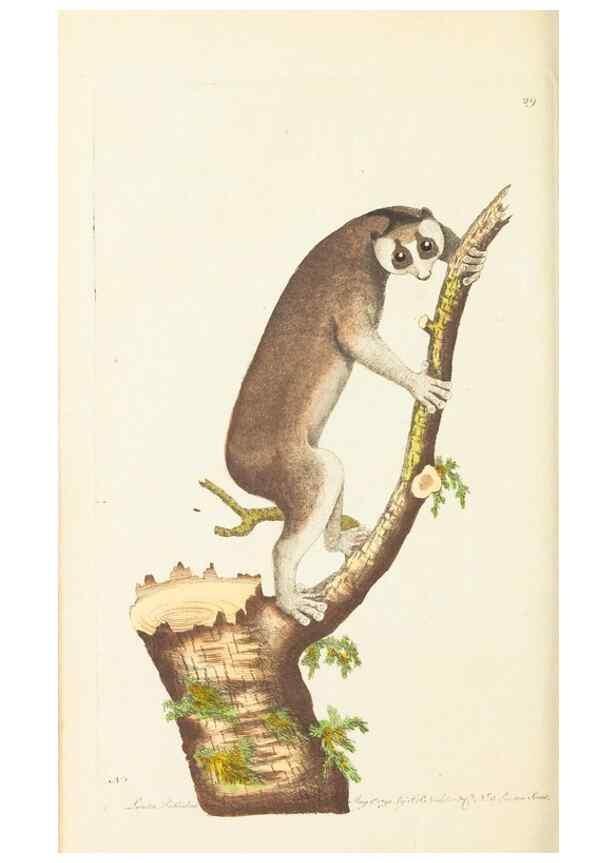 Reproducción/Reproduction 7780973084: The naturalists' miscellany :. London :Printed for Nodder & co,1789.