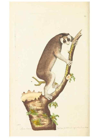 Reproducción/Reproduction 7780973084: The naturalists' miscellany :. London :Printed for Nodder & co,1789.