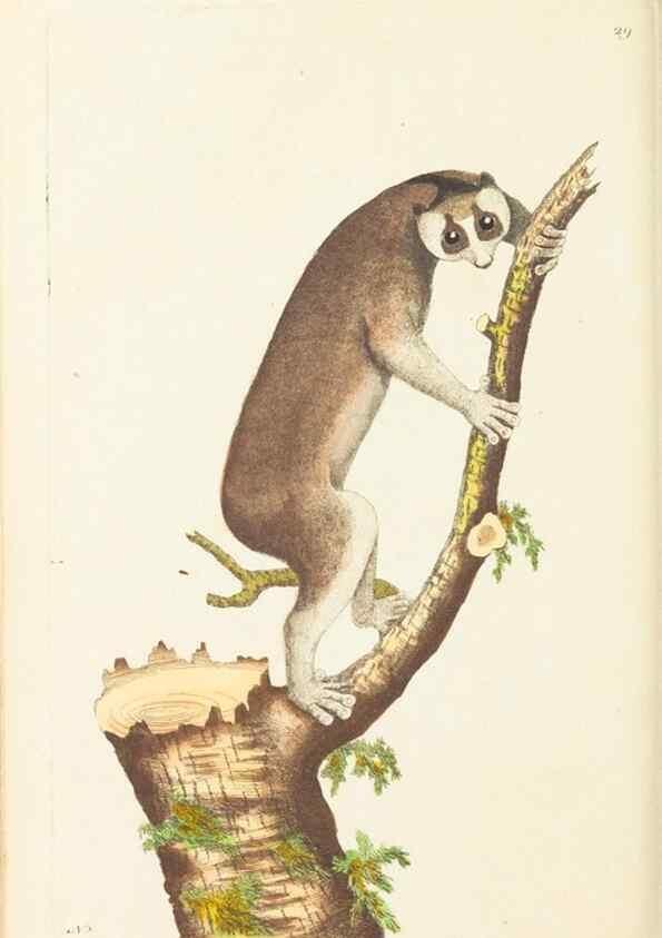 Reproducción/Reproduction 7780973084: The naturalists' miscellany :. London :Printed for Nodder & co,1789.