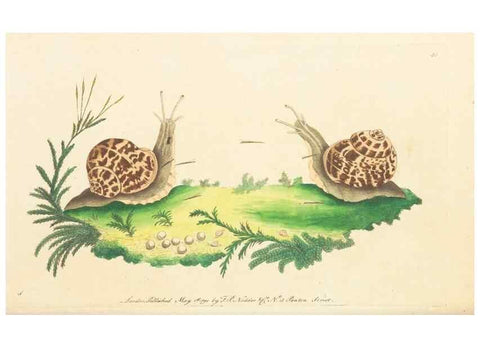 Reproducción/Reproduction 7780973844: The naturalists' miscellany :. London :Printed for Nodder & co,1789.