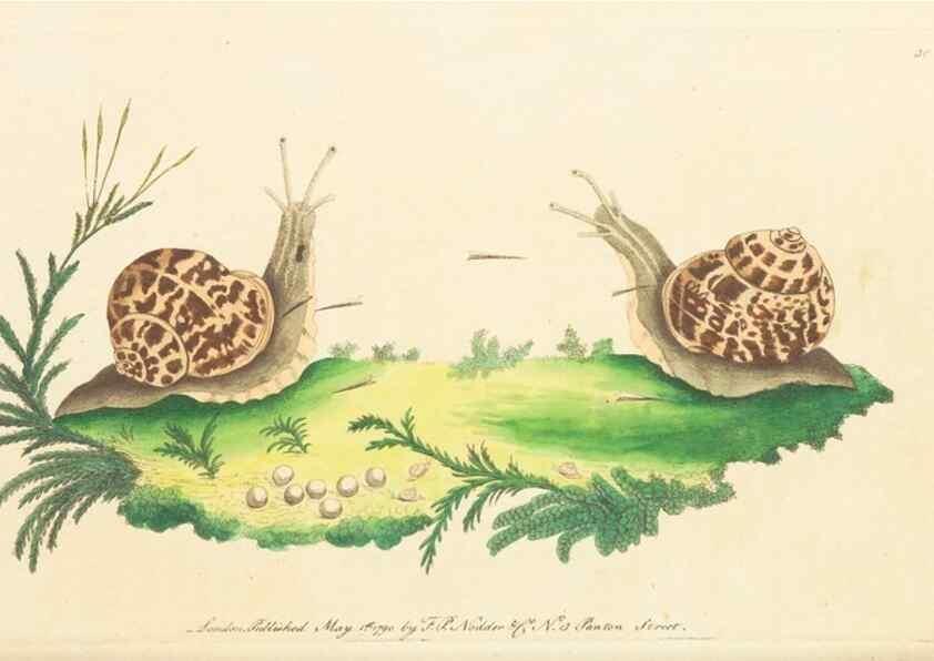 Reproducción/Reproduction 7780973844: The naturalists' miscellany :. London :Printed for Nodder & co,1789.