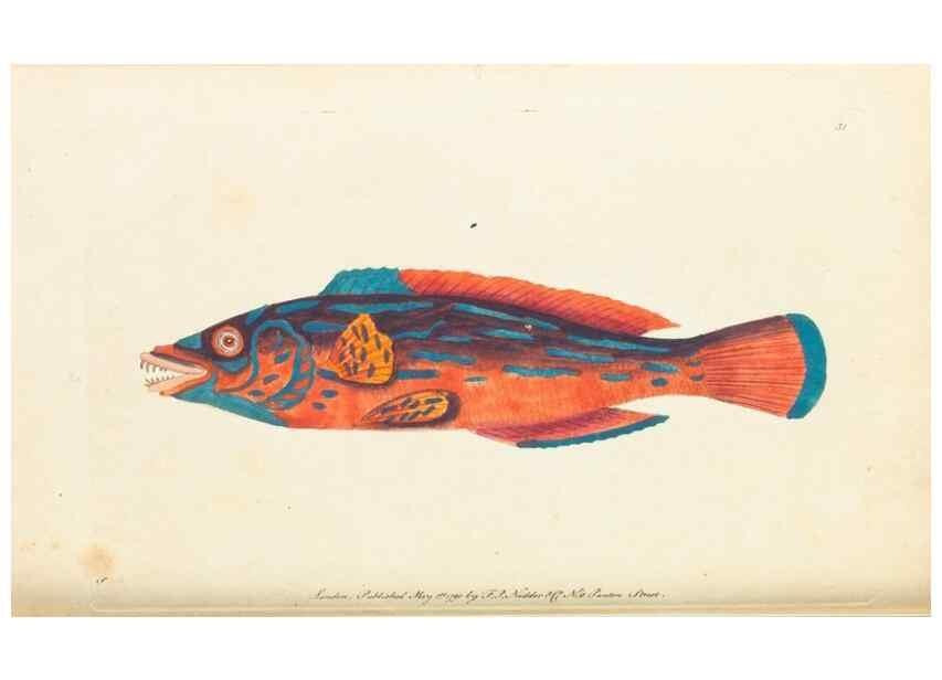 Reproducción/Reproduction 7780974618: The naturalists' miscellany :. London :Printed for Nodder & co,1789.