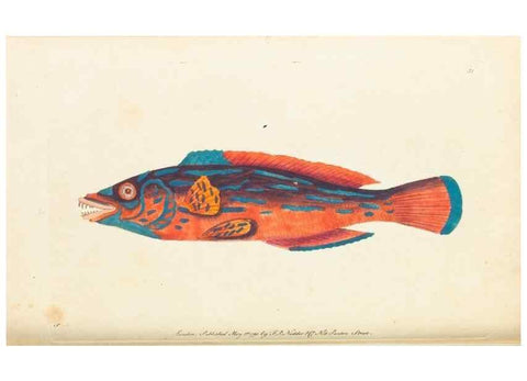 Reproducción/Reproduction 7780974618: The naturalists' miscellany :. London :Printed for Nodder & co,1789.