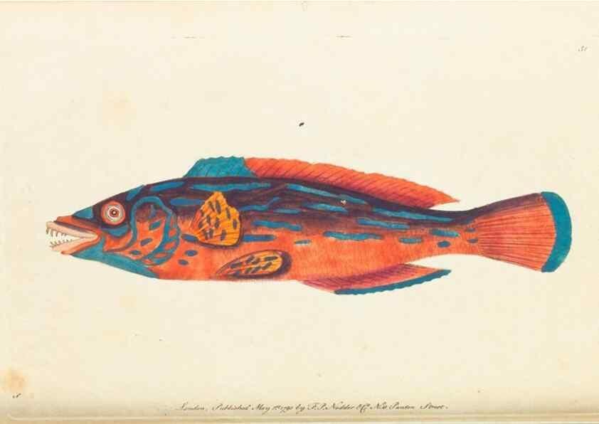 Reproducción/Reproduction 7780974618: The naturalists' miscellany :. London :Printed for Nodder & co,1789.