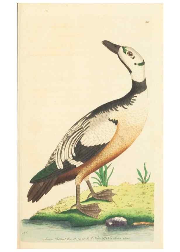 Reproducción/Reproduction 7780975390: The naturalists' miscellany :. London :Printed for Nodder & co,1789.