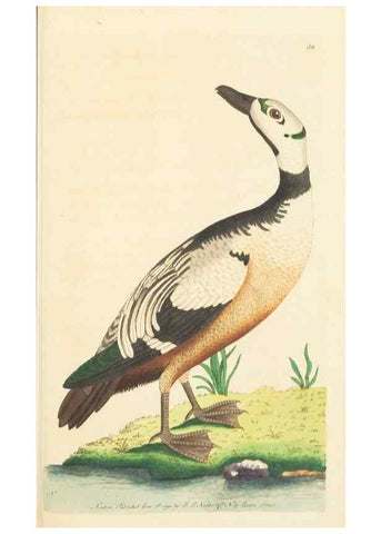 Reproducción/Reproduction 7780975390: The naturalists' miscellany :. London :Printed for Nodder & co,1789.
