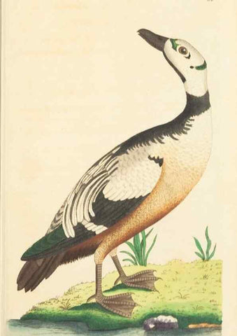 Reproducción/Reproduction 7780975390: The naturalists' miscellany :. London :Printed for Nodder & co,1789.