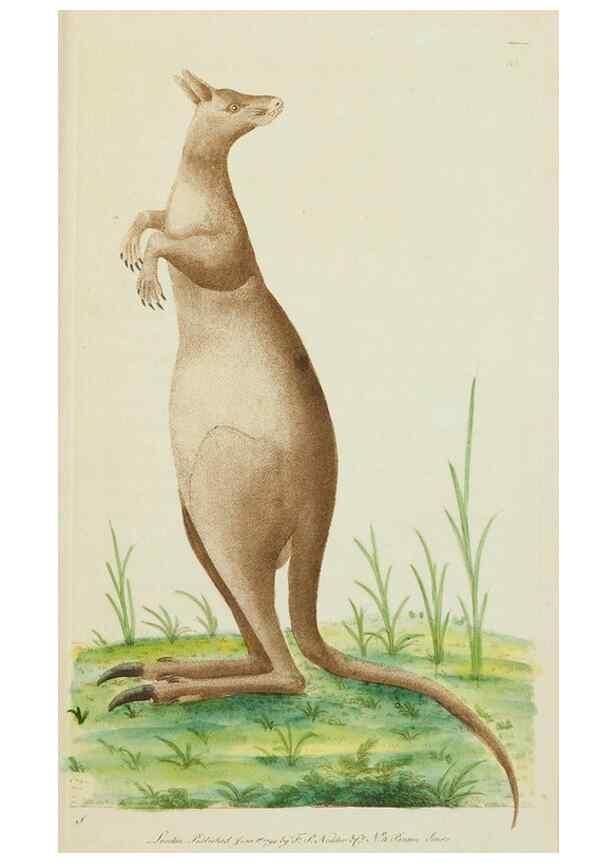 Reproducción/Reproduction 7780976170: The naturalists' miscellany :. London :Printed for Nodder & co,1789.