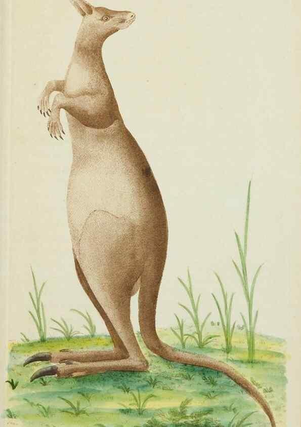 Reproducción/Reproduction 7780976170: The naturalists' miscellany :. London :Printed for Nodder & co,1789.
