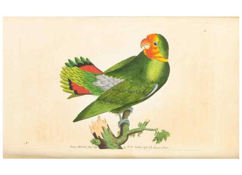 Reproducción/Reproduction 7780977670: The naturalists' miscellany :. London :Printed for Nodder & co,1789.