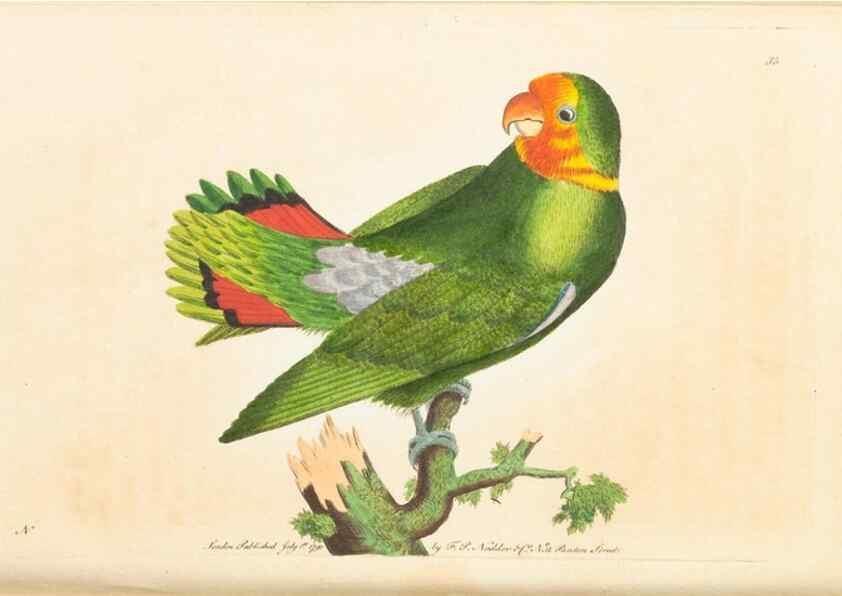 Reproducción/Reproduction 7780977670: The naturalists' miscellany :. London :Printed for Nodder & co,1789.