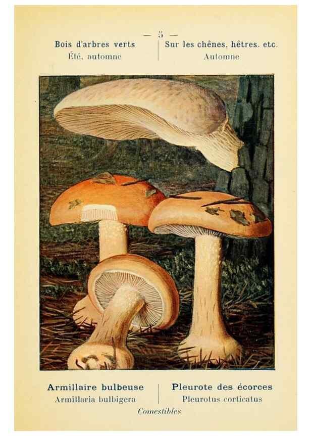 Reproducción/Reproduction 7831122714: Nouvel atlas de poche des champignons comestibles et vénéneux.. Paris,Léon Lhome,1911-1912.